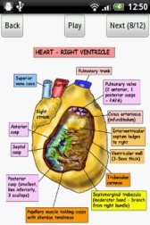 download Anatomy Heart Lecture apk